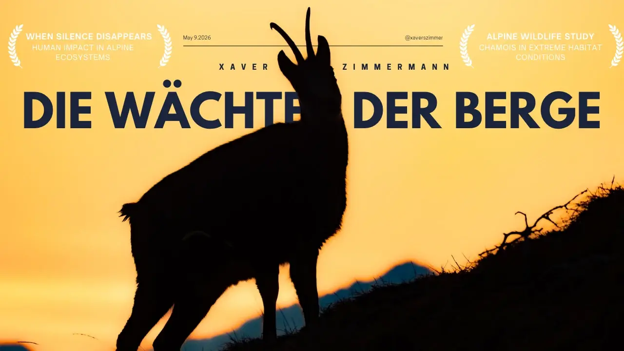 Chamois in the Alps – The Watchers of the Mountain nature film